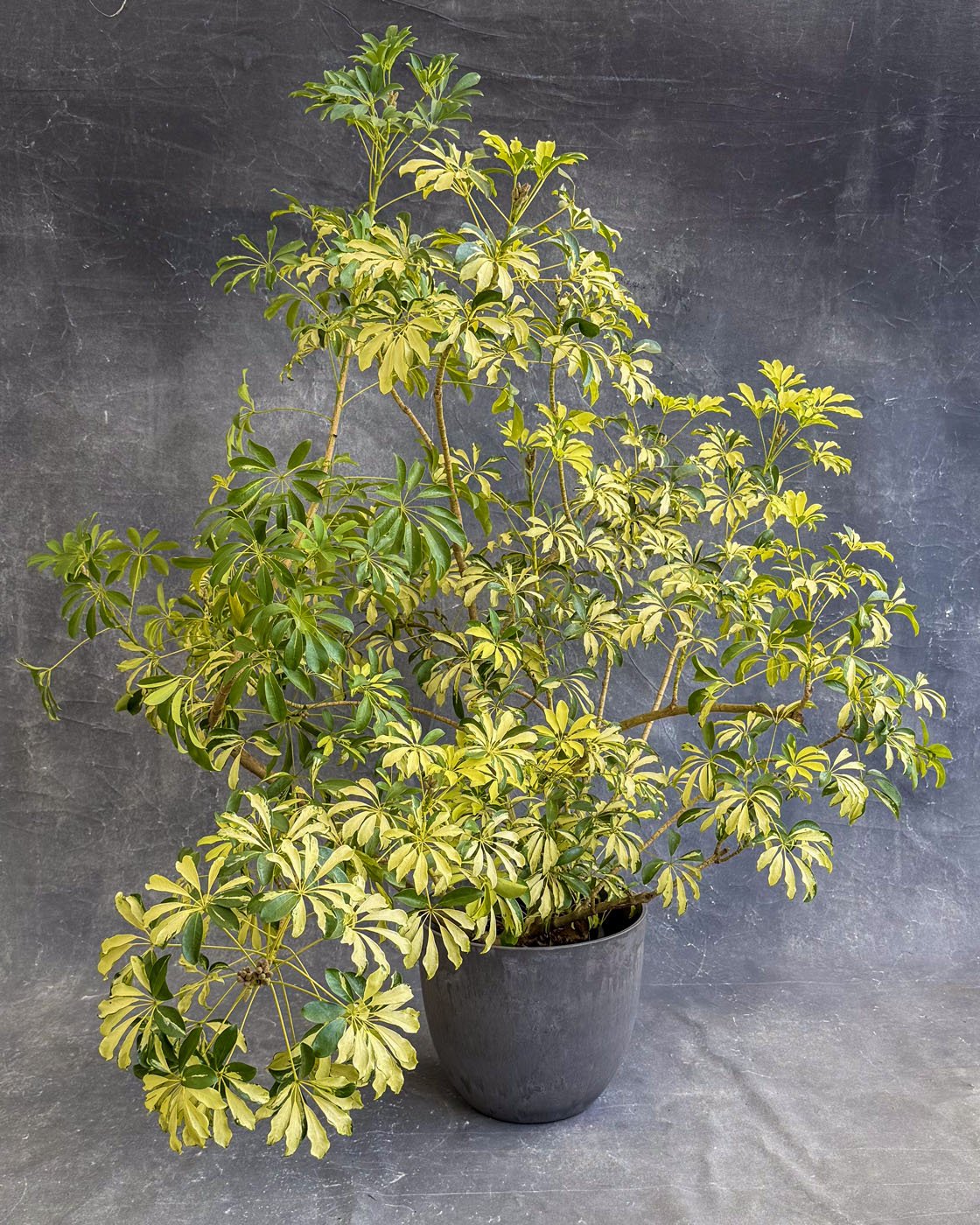 Variegated Umbrella Tree