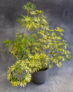 Variegated Umbrella Tree