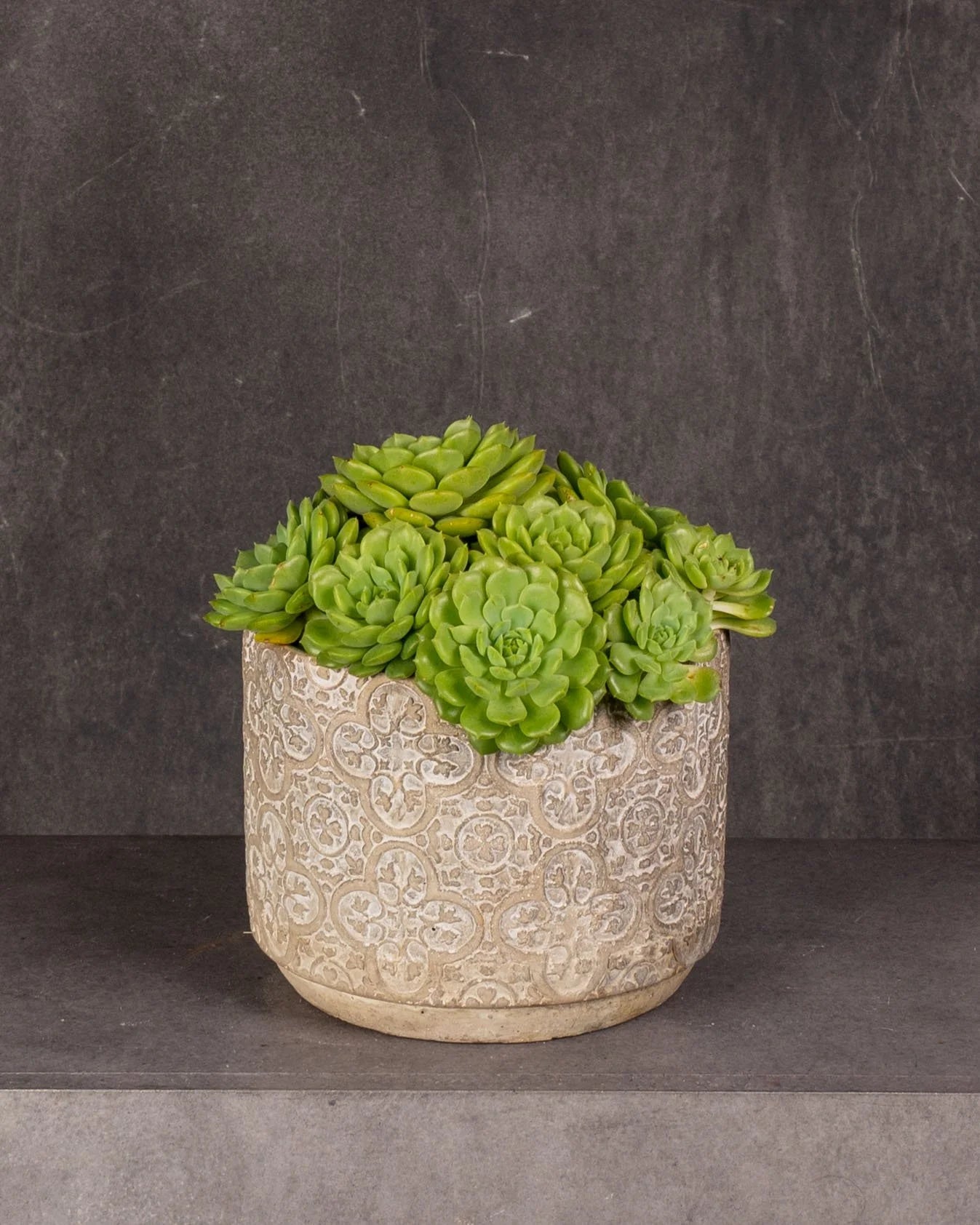 Echeveria Rolly