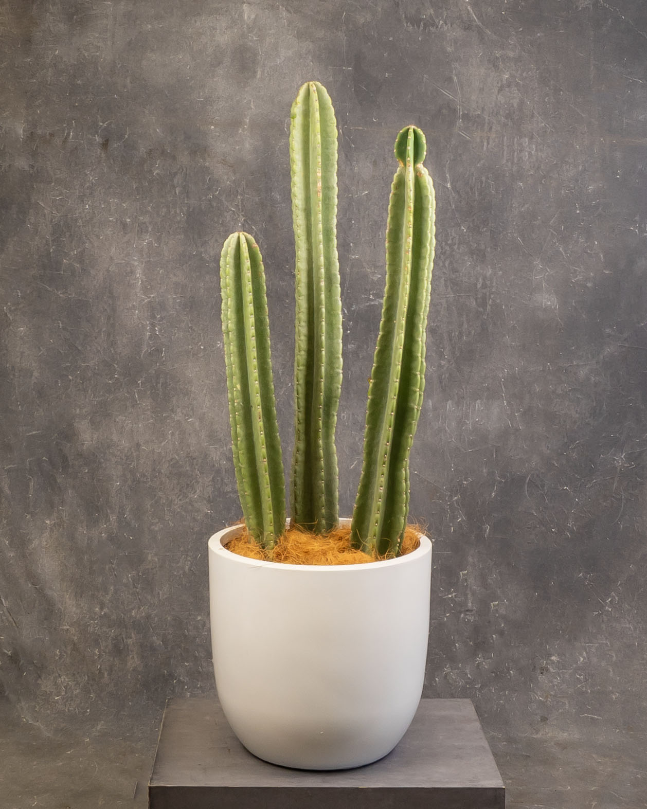 San Pedro Cactus