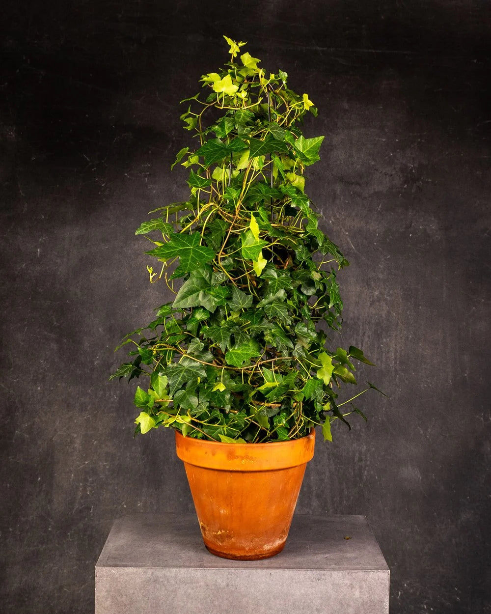 English Ivy (Hedera helix)