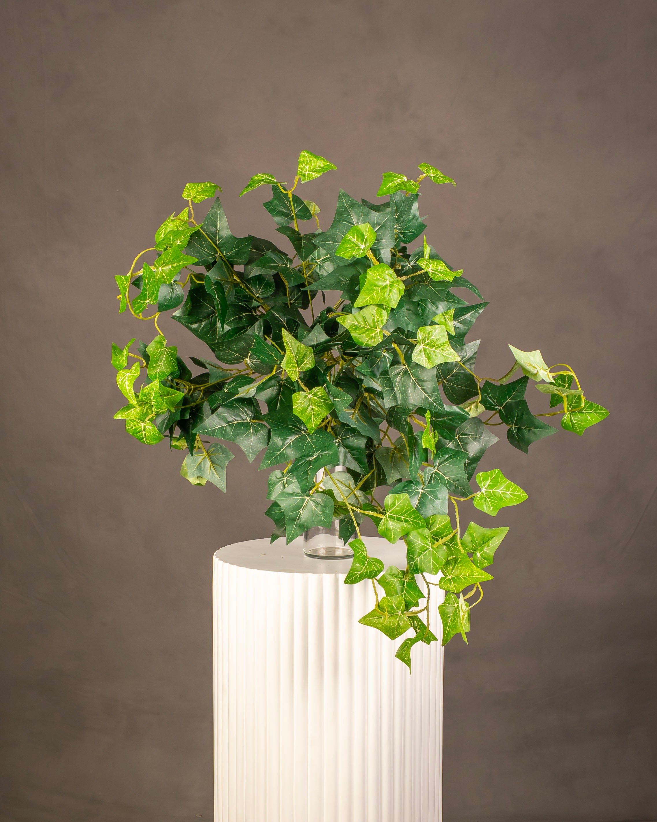 English Ivy