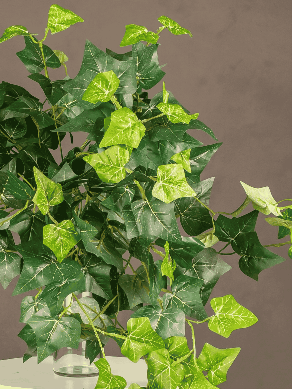 Ivy Hanging Bush