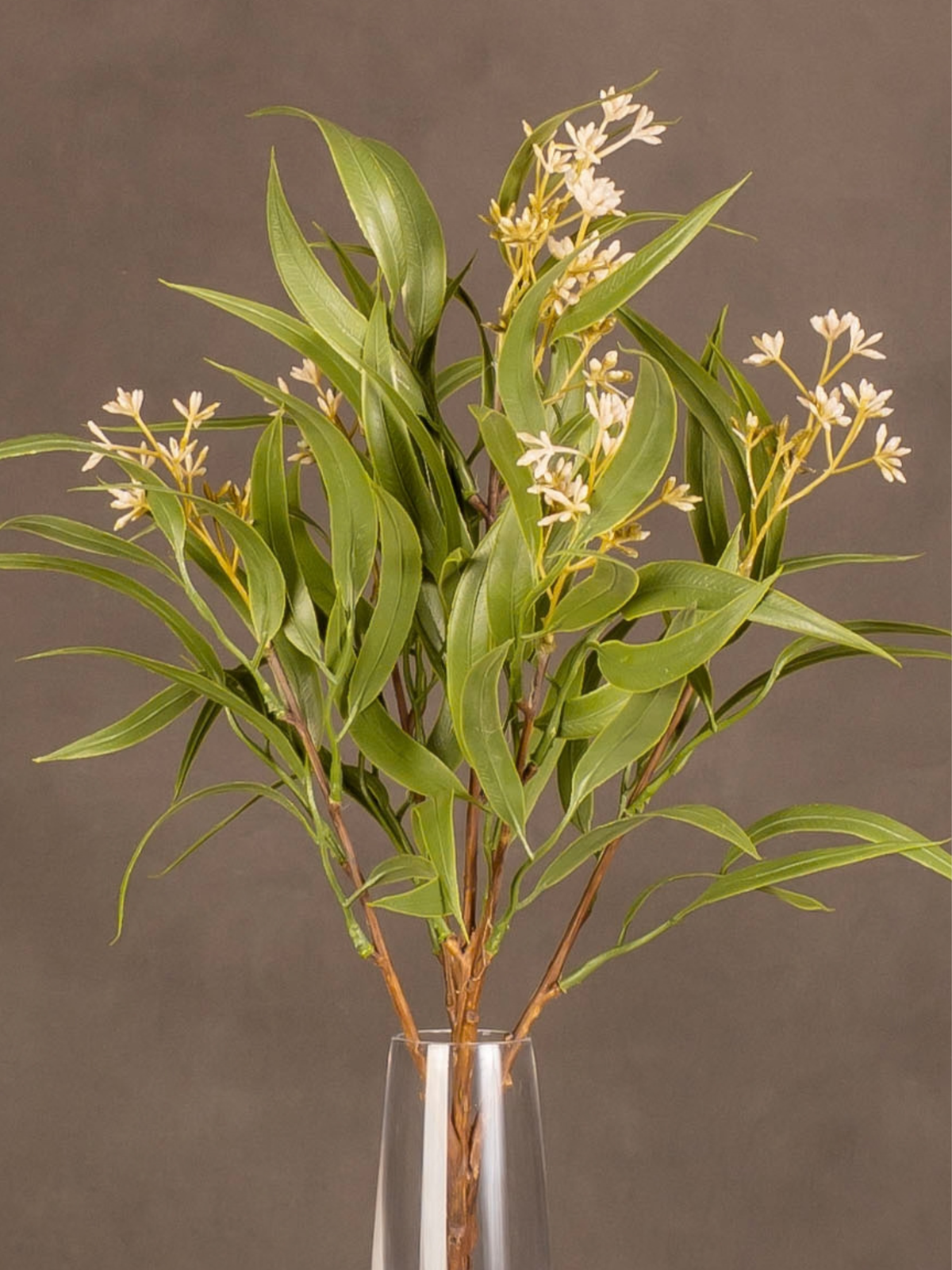 Eucalyptus Seed Bush