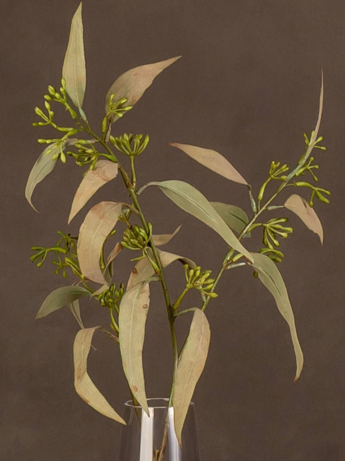 Eucalyptus Spray