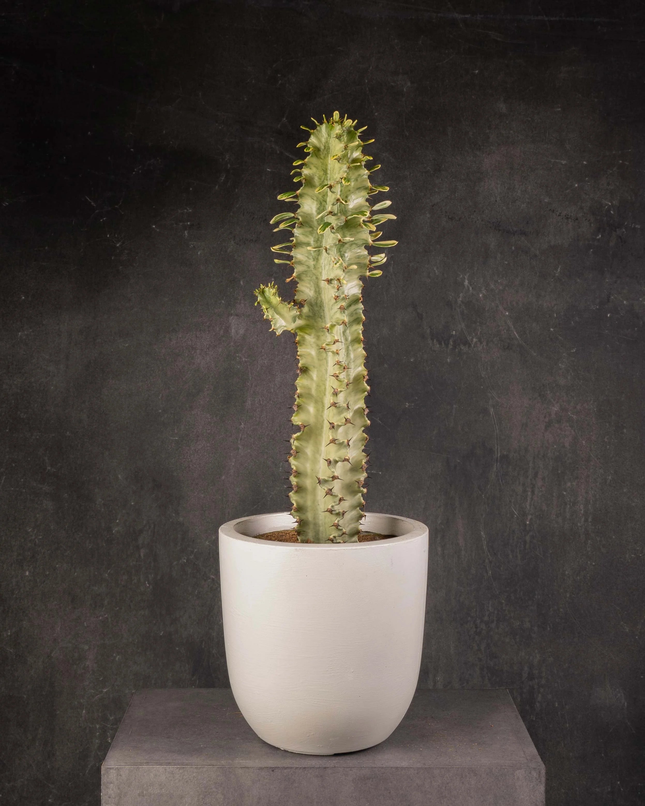 Ghost Euphorbia