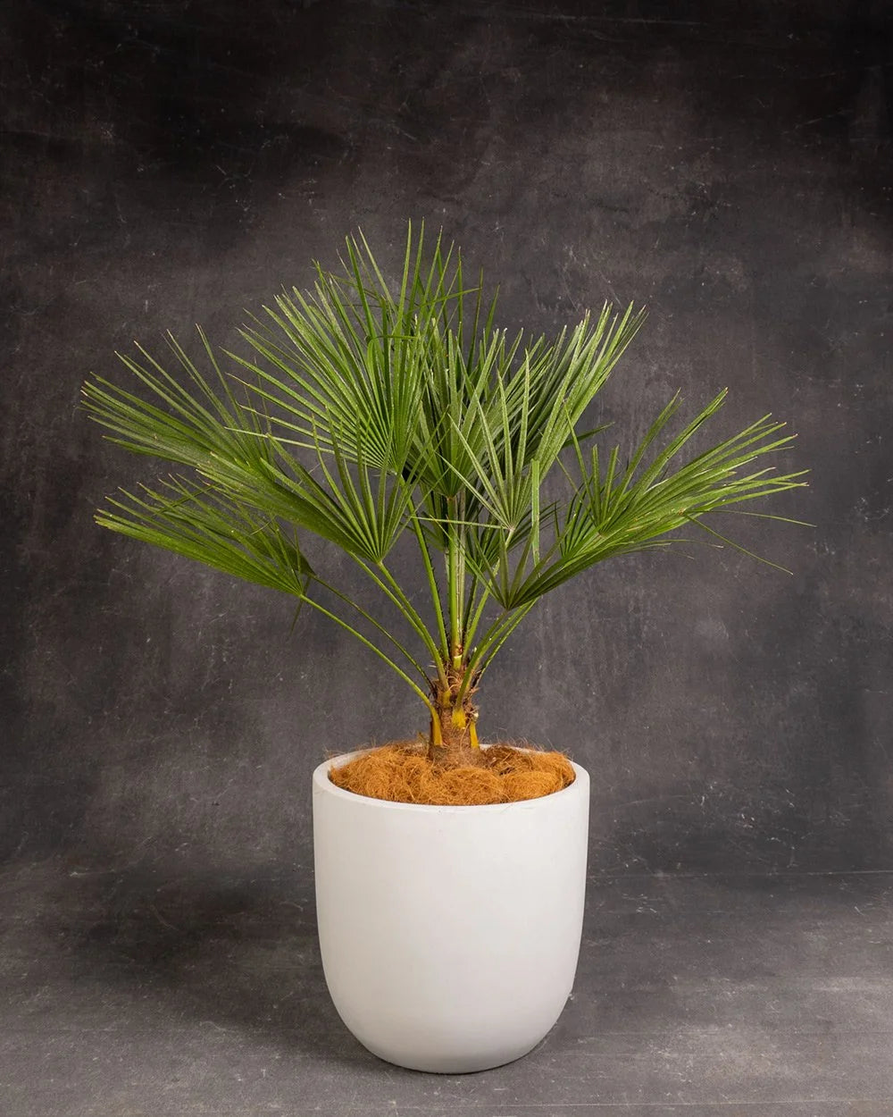 Fan Palm