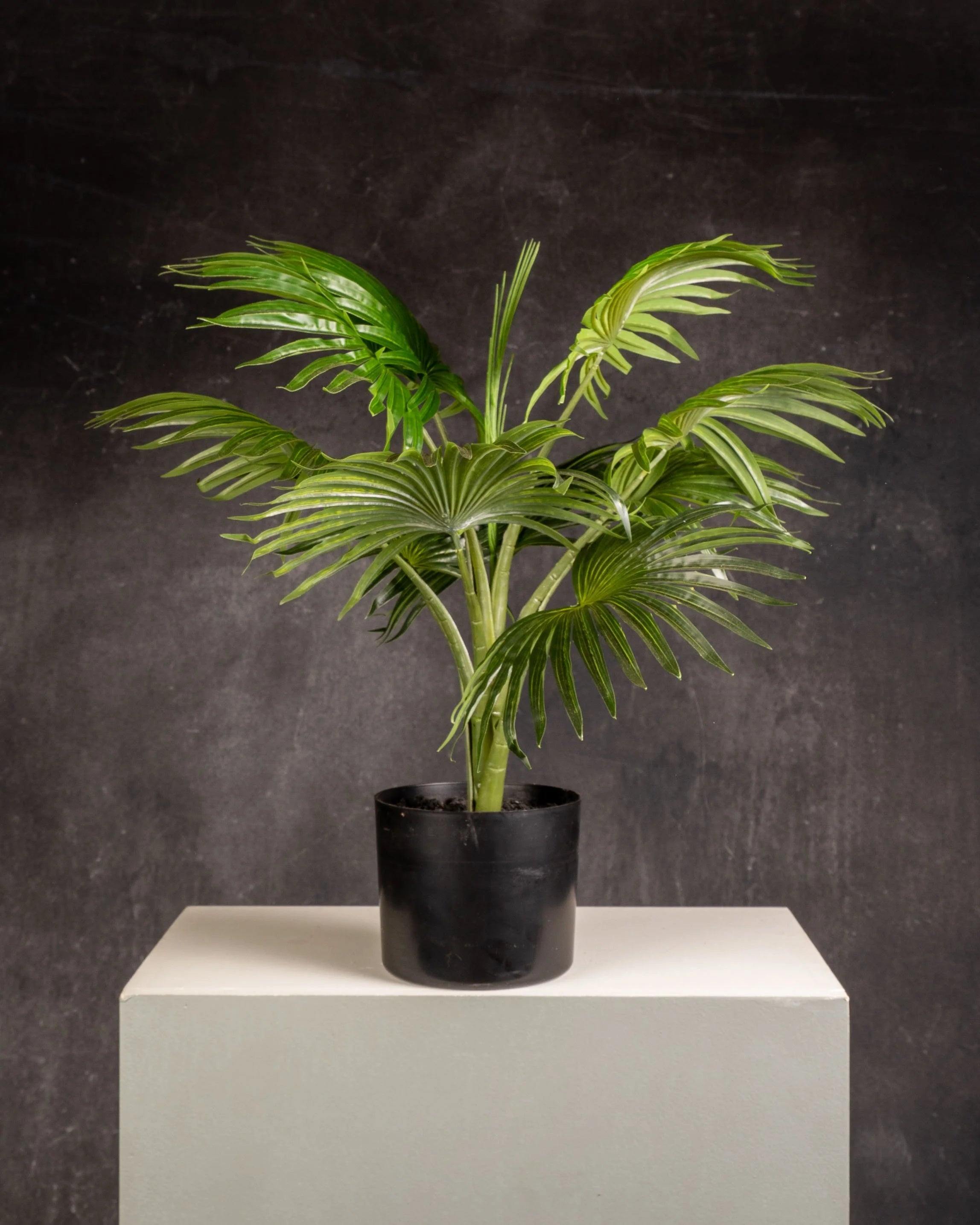 Fan Palm