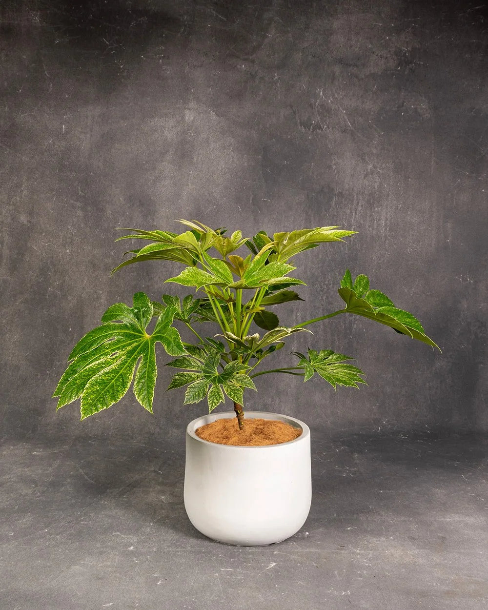 Paperplant