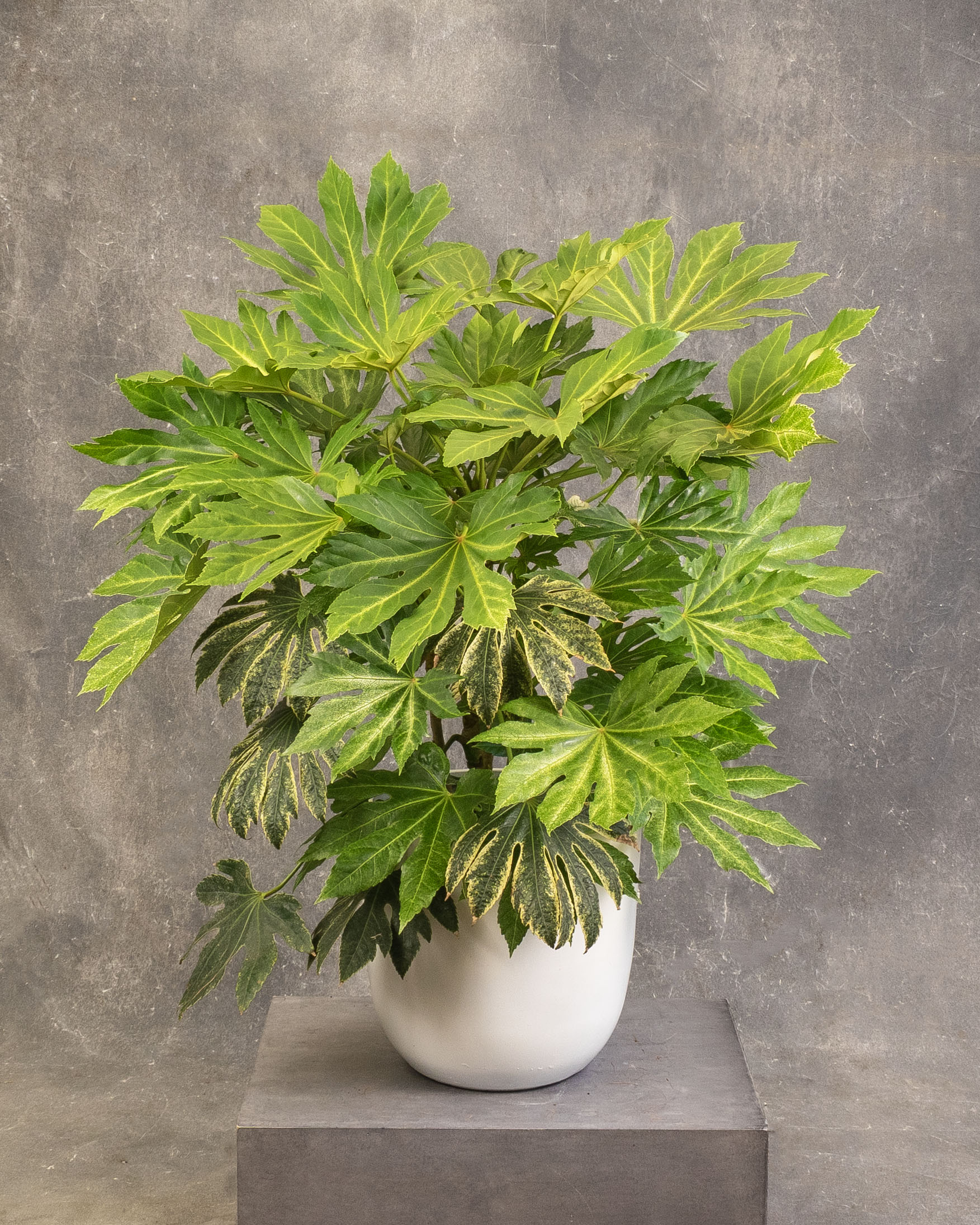 Paperplant