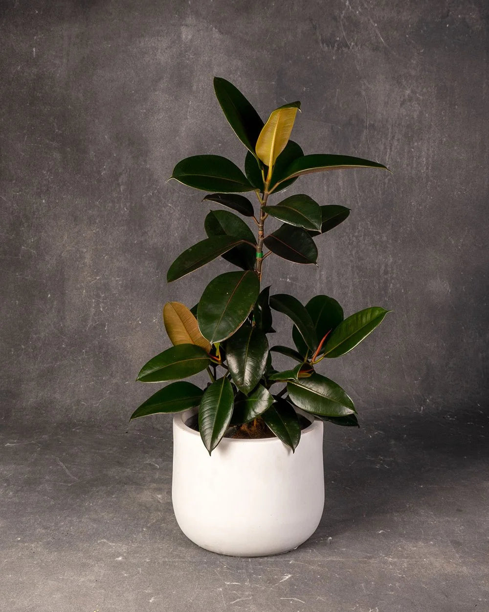 Rubber Plant (Ficus elastica)
