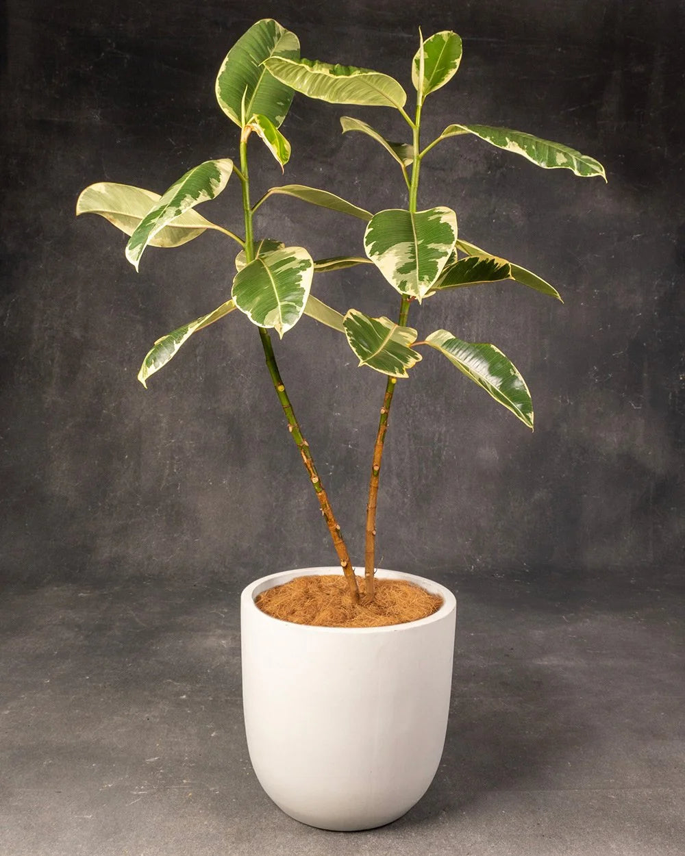 Ficus Variegated