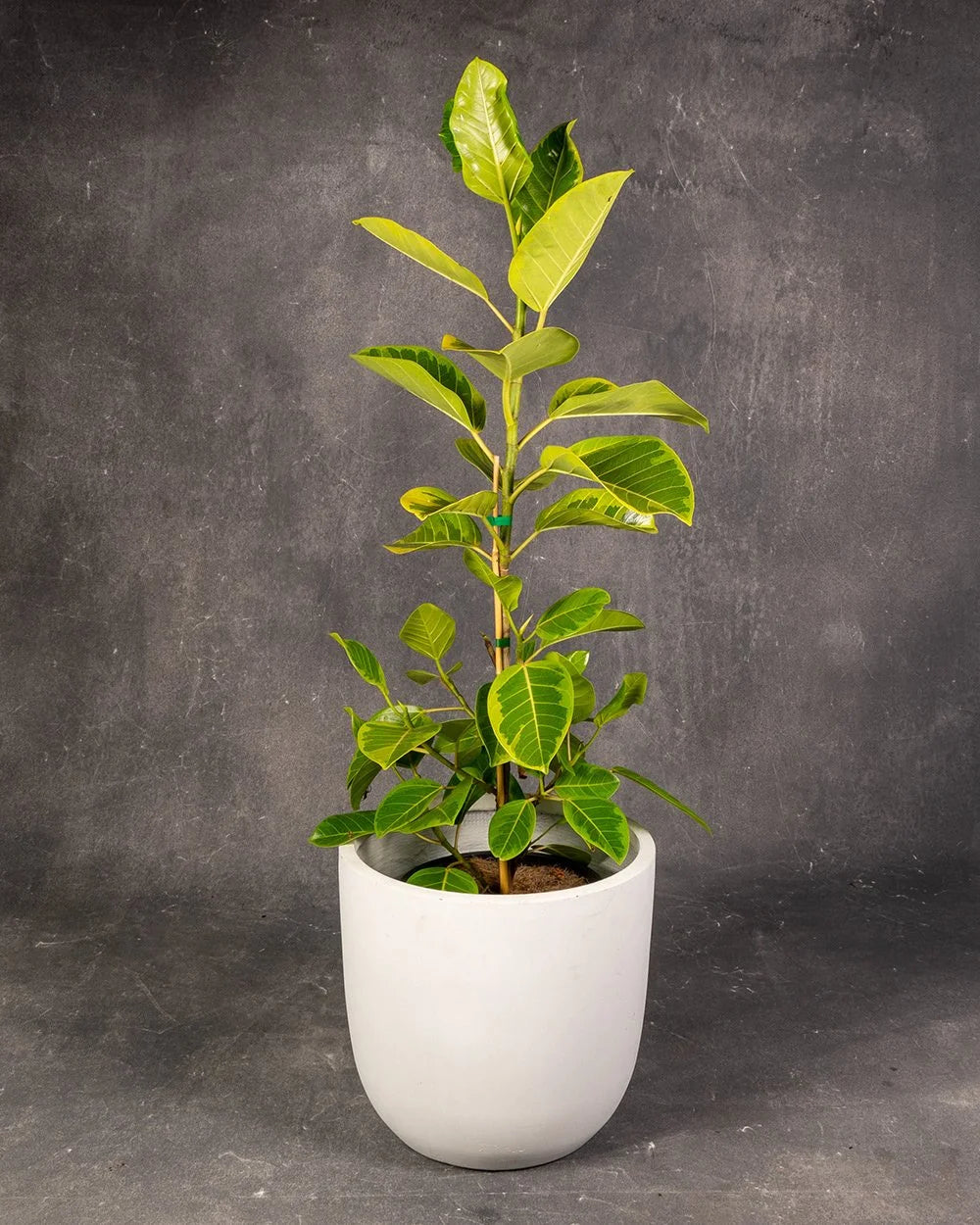 Ficus Lime Splice