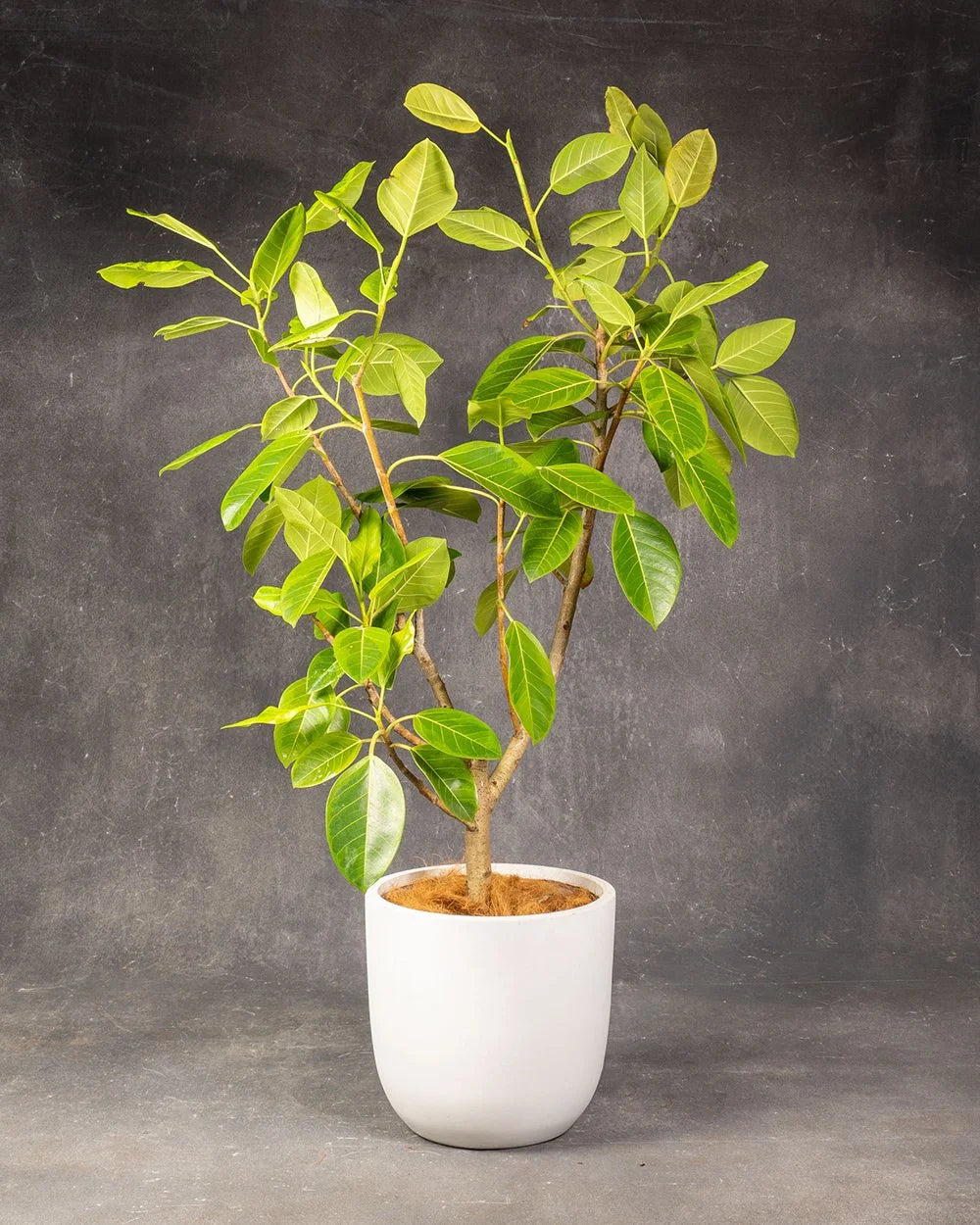 Ficus Lime Splice