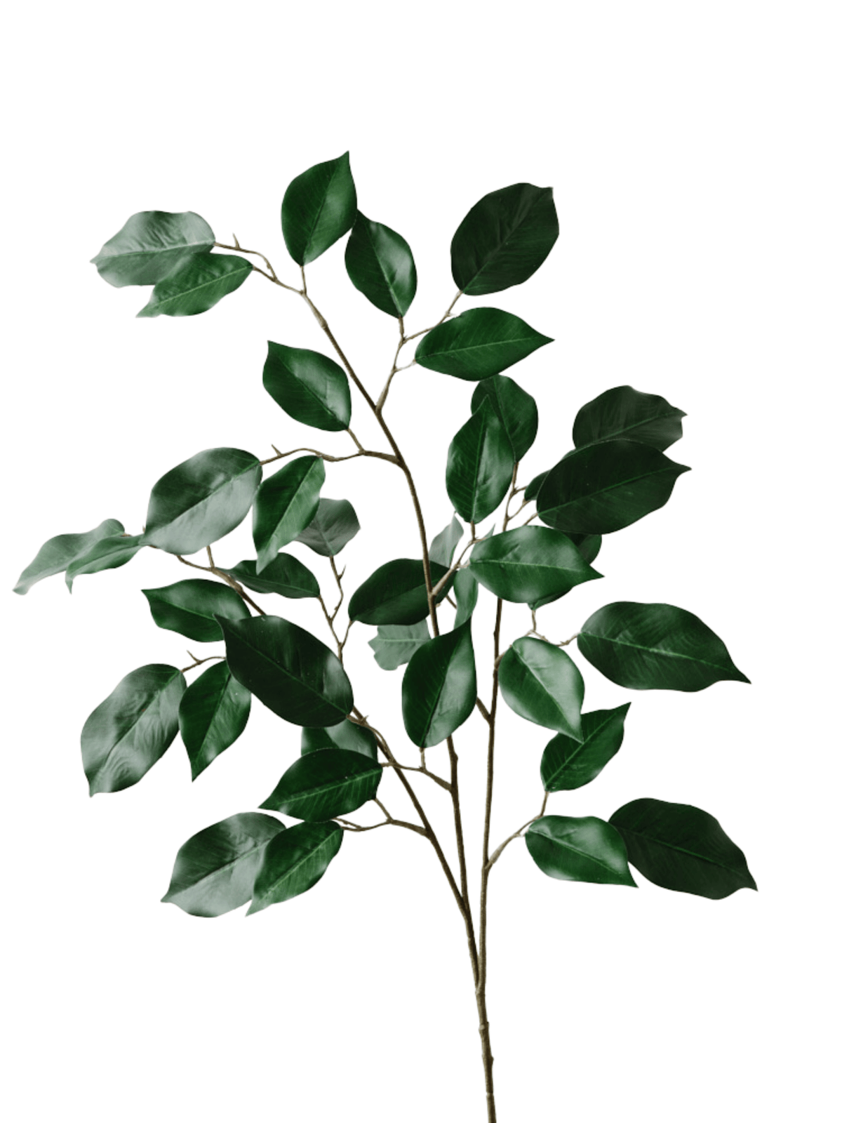 Ficus Spray