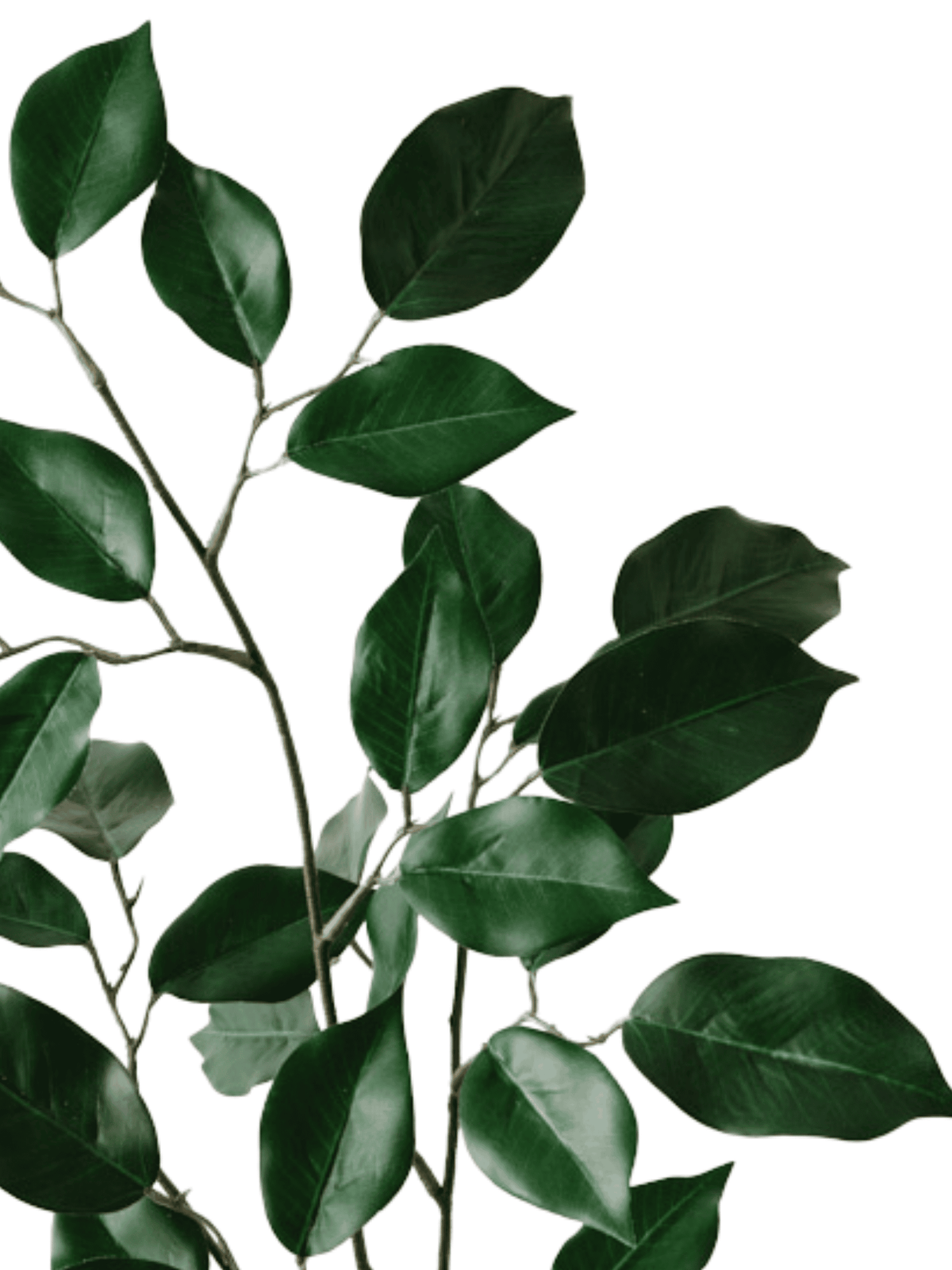 Ficus Spray