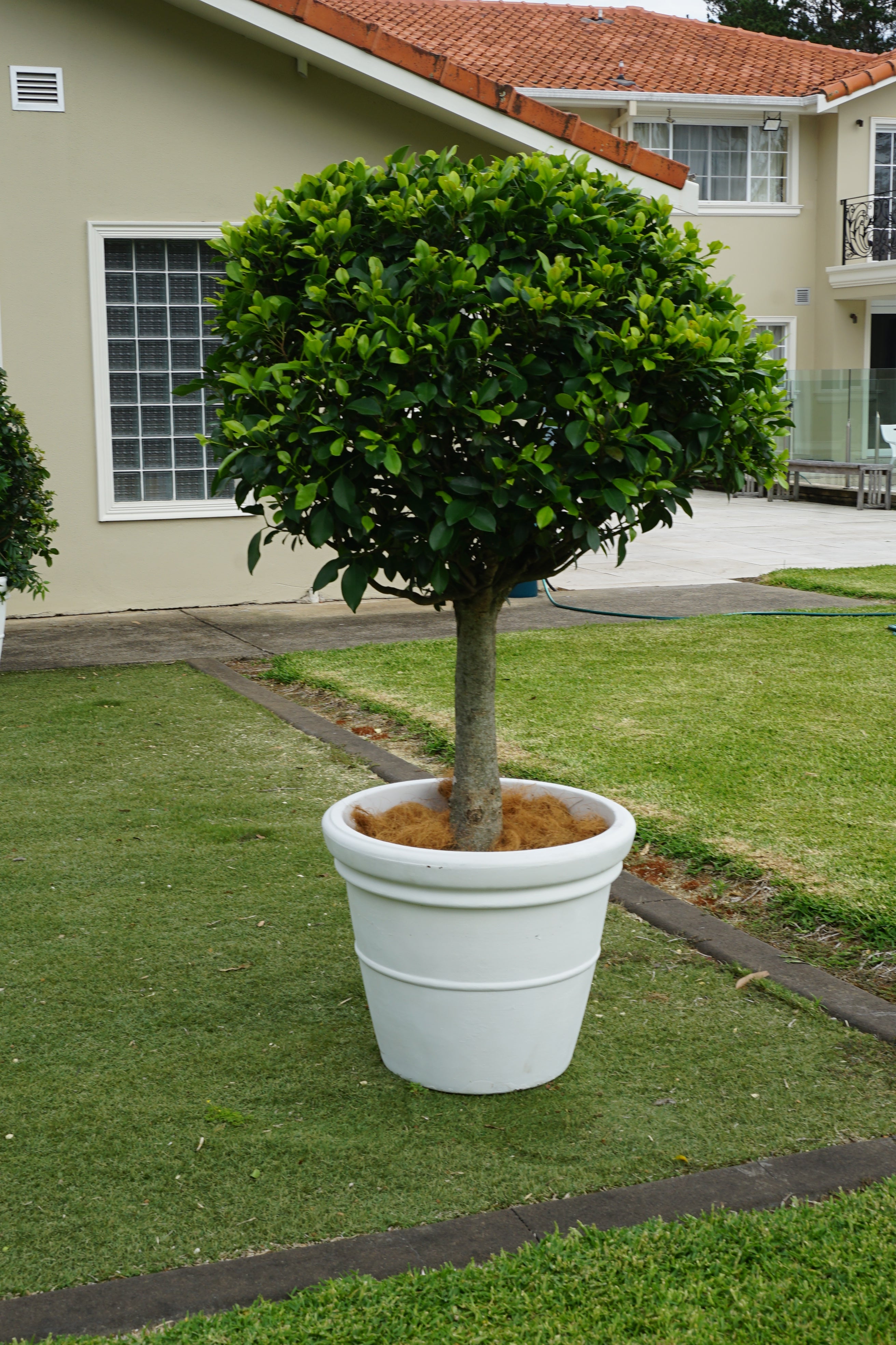 Ficus Standard Topiary