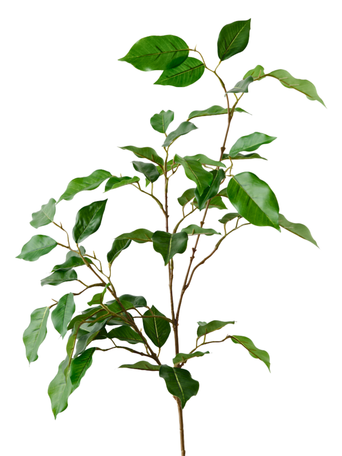 Ficus Spray #2