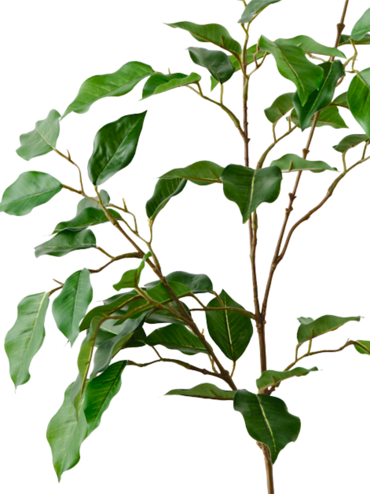 Ficus Spray #2