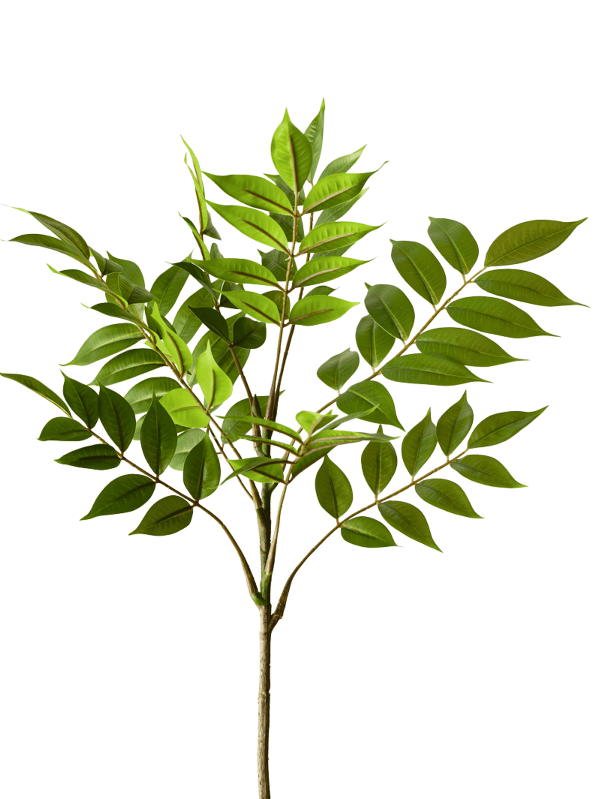 Ficus Spray #3