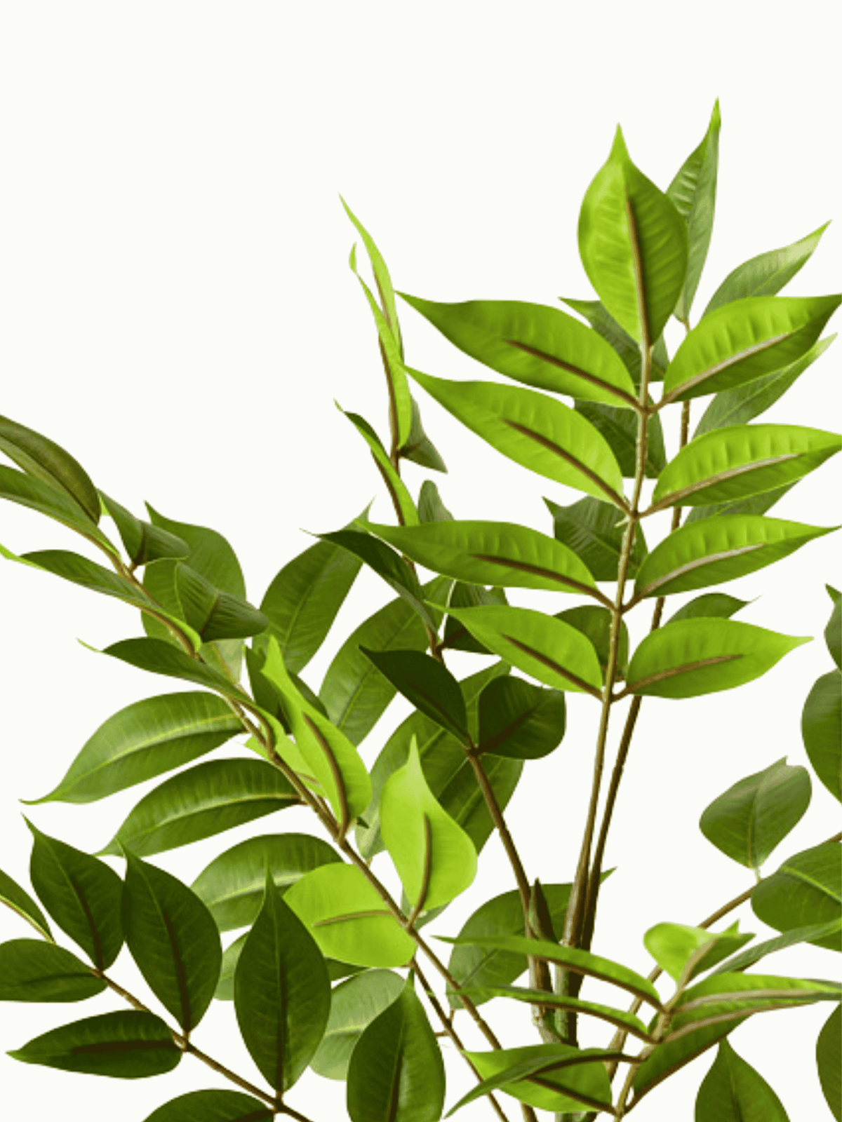 Ficus Spray #3