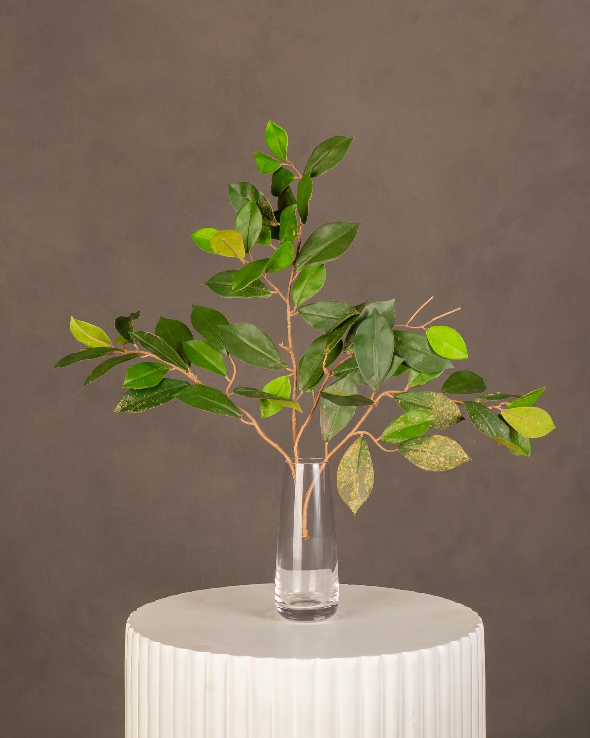 Ficus Branches