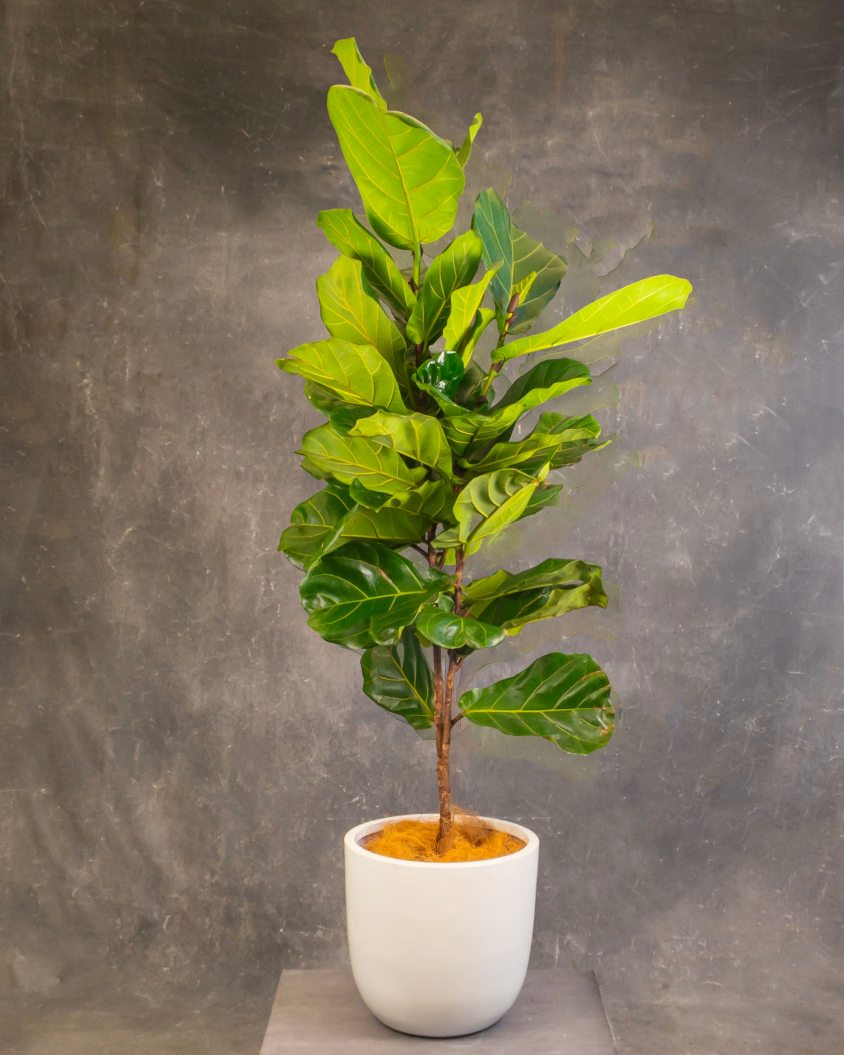 Fiddle Leaf Fig