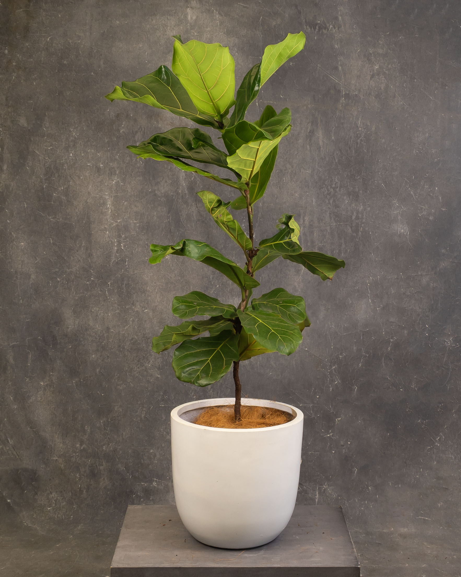 Fiddle Leaf Fig