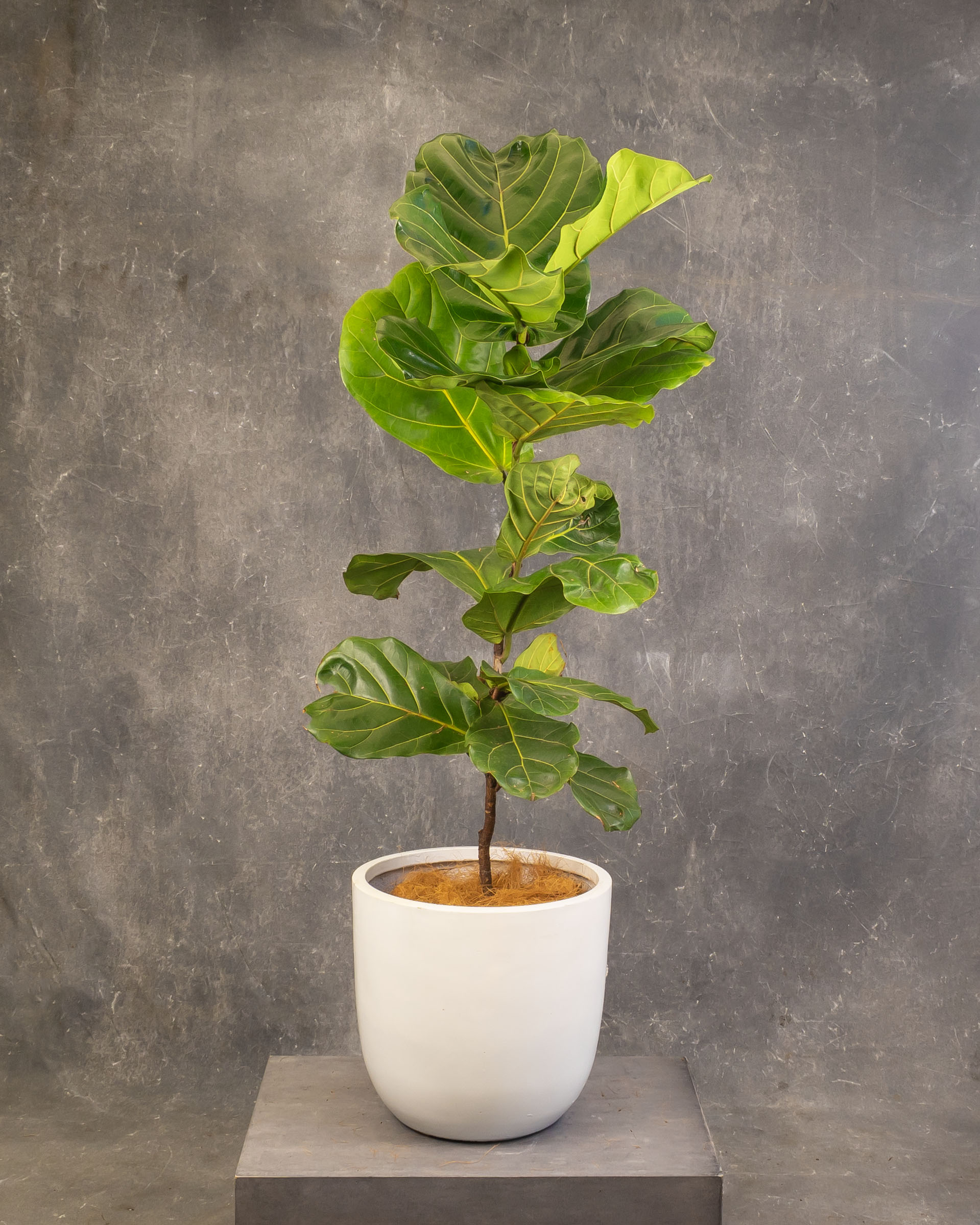 Fiddle Leaf Fig