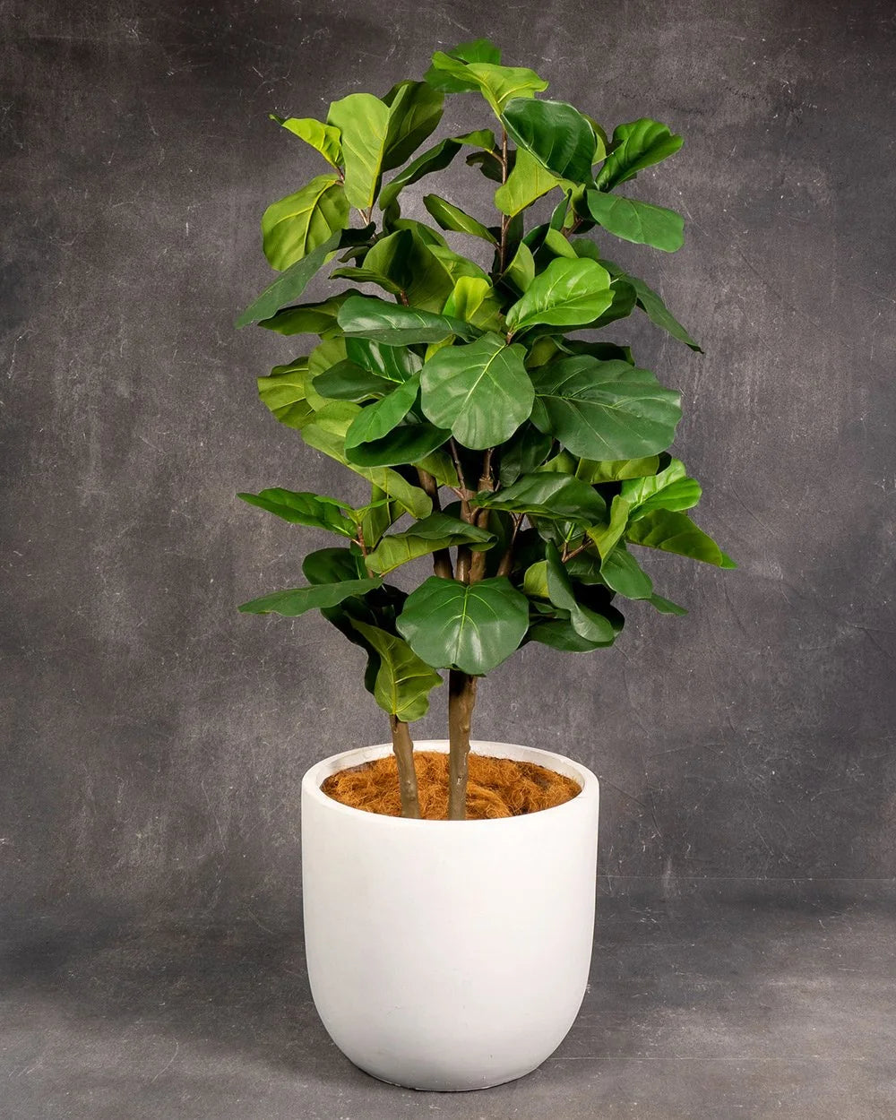 Fiddle Leaf Fig