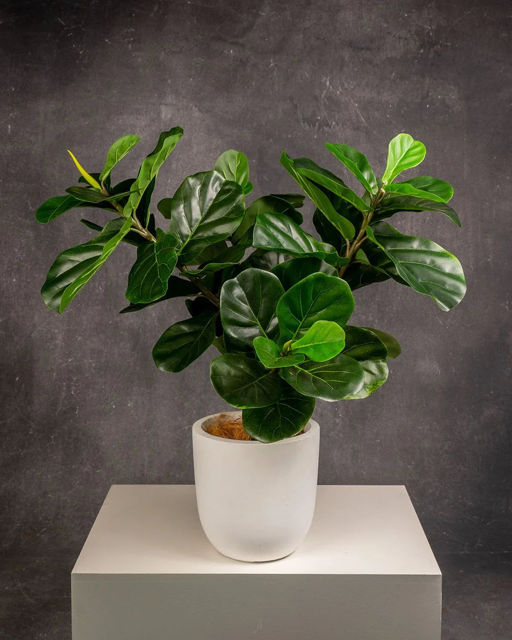Fiddle Leaf Fig