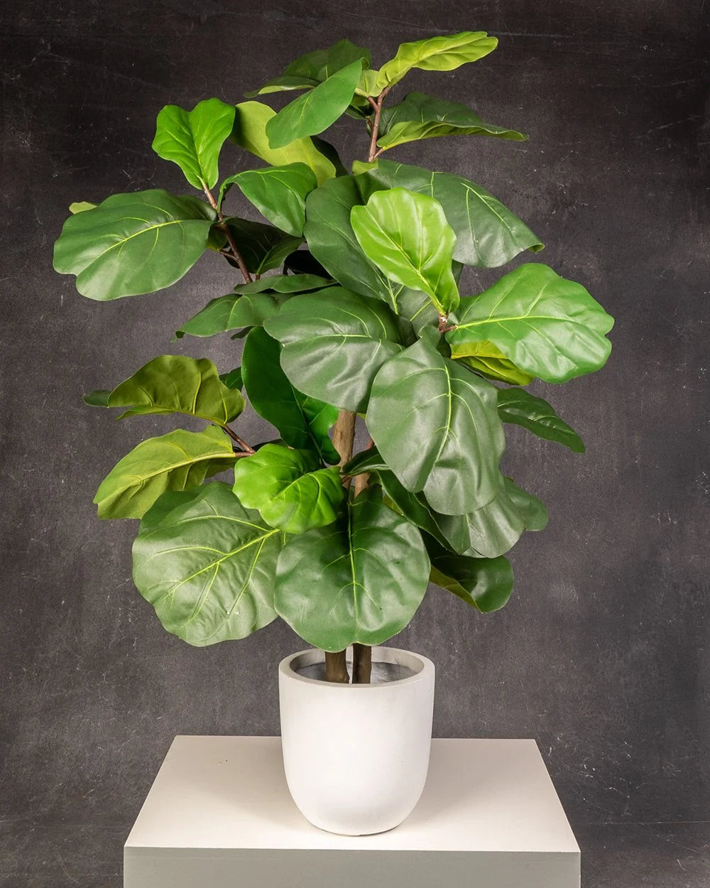 Fiddle Leaf Fig