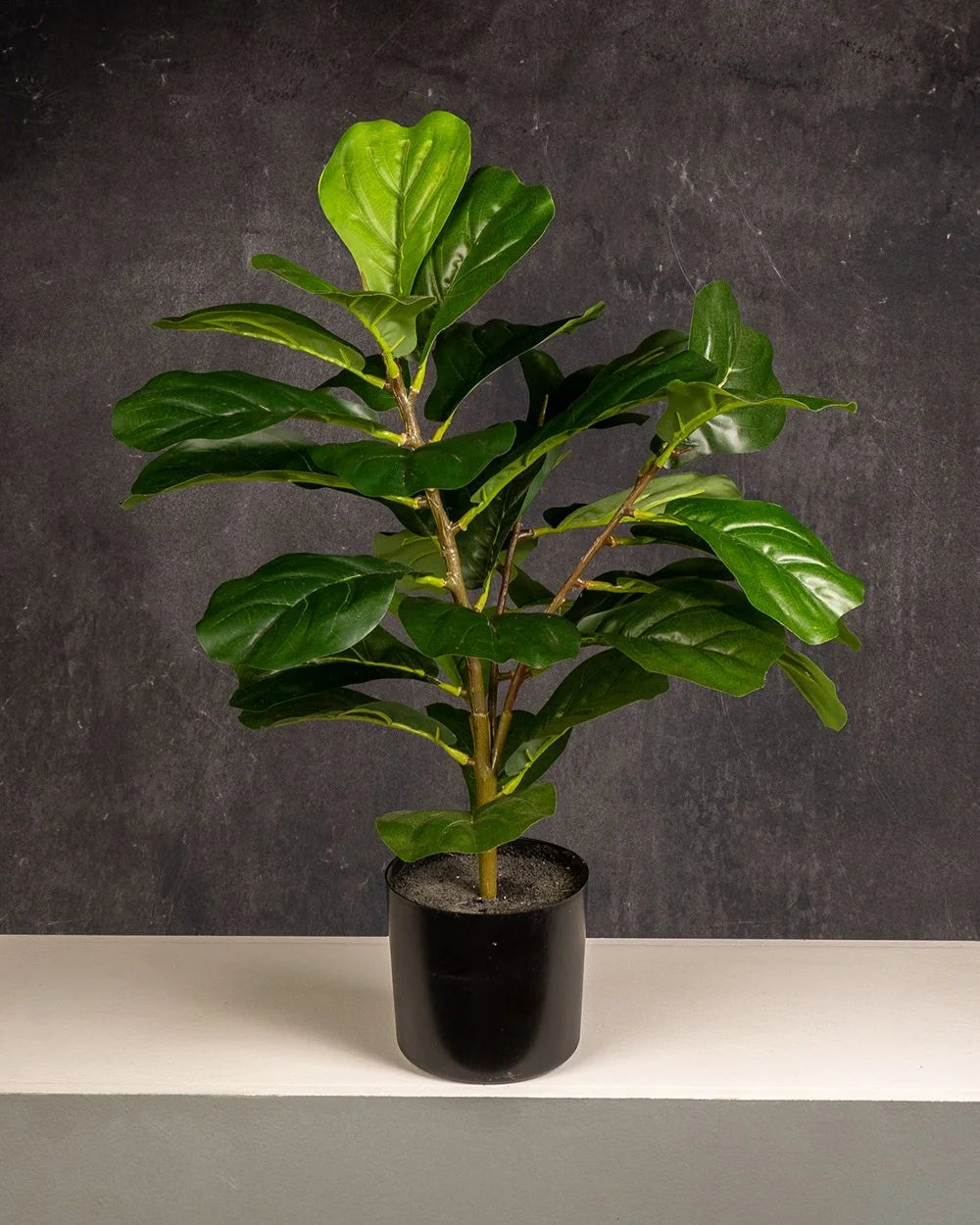 Fiddle Leaf Fig