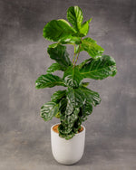Fiddle Leaf Fig