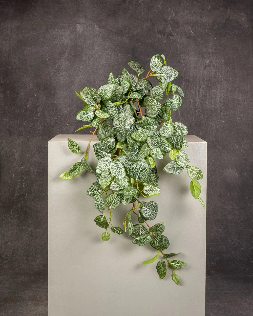 Fittonia