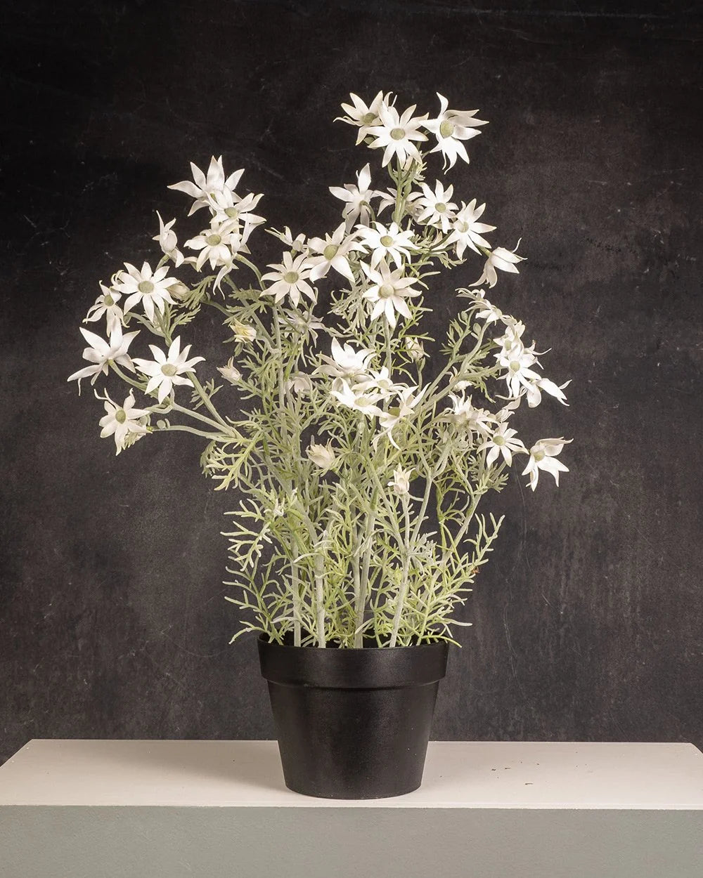 Flannel Flower