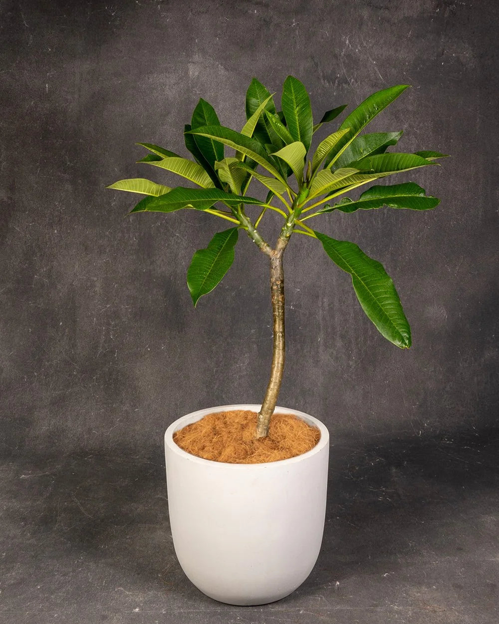 Frangipani