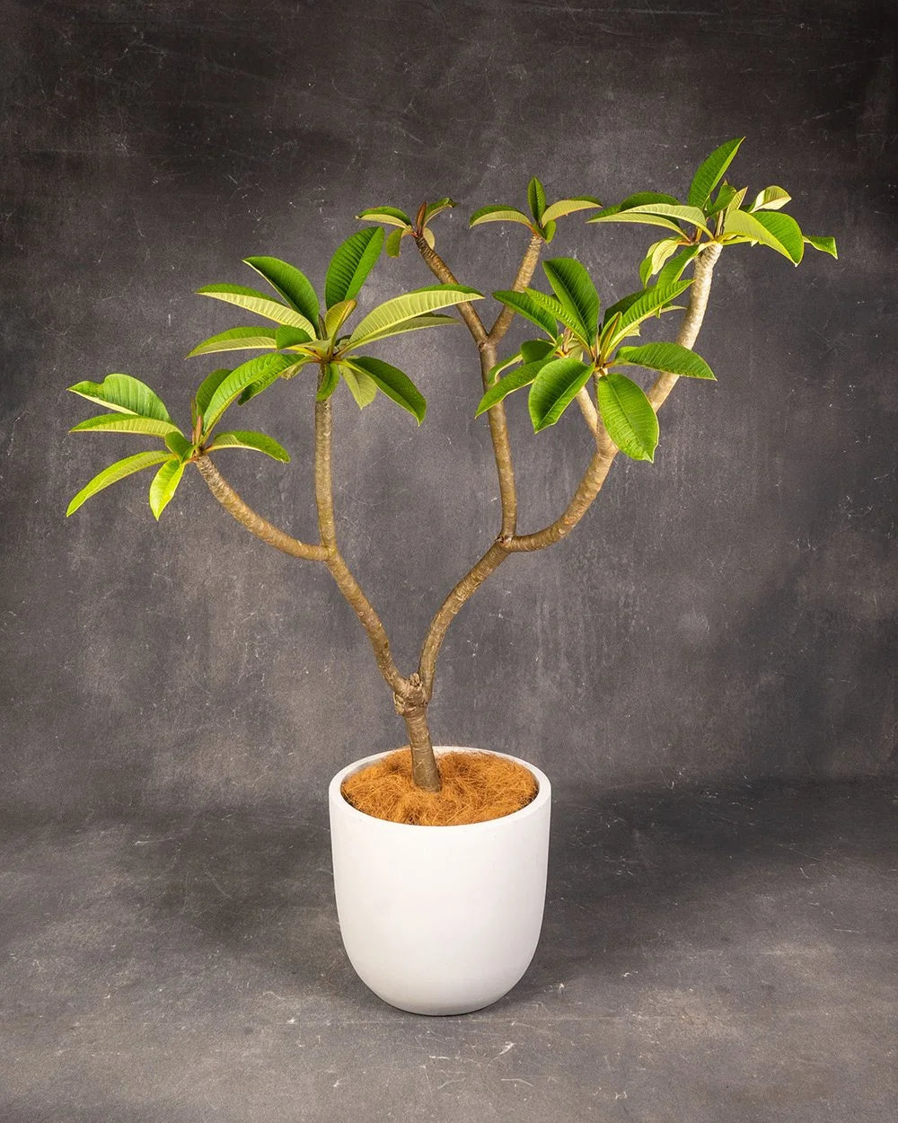 Frangipani