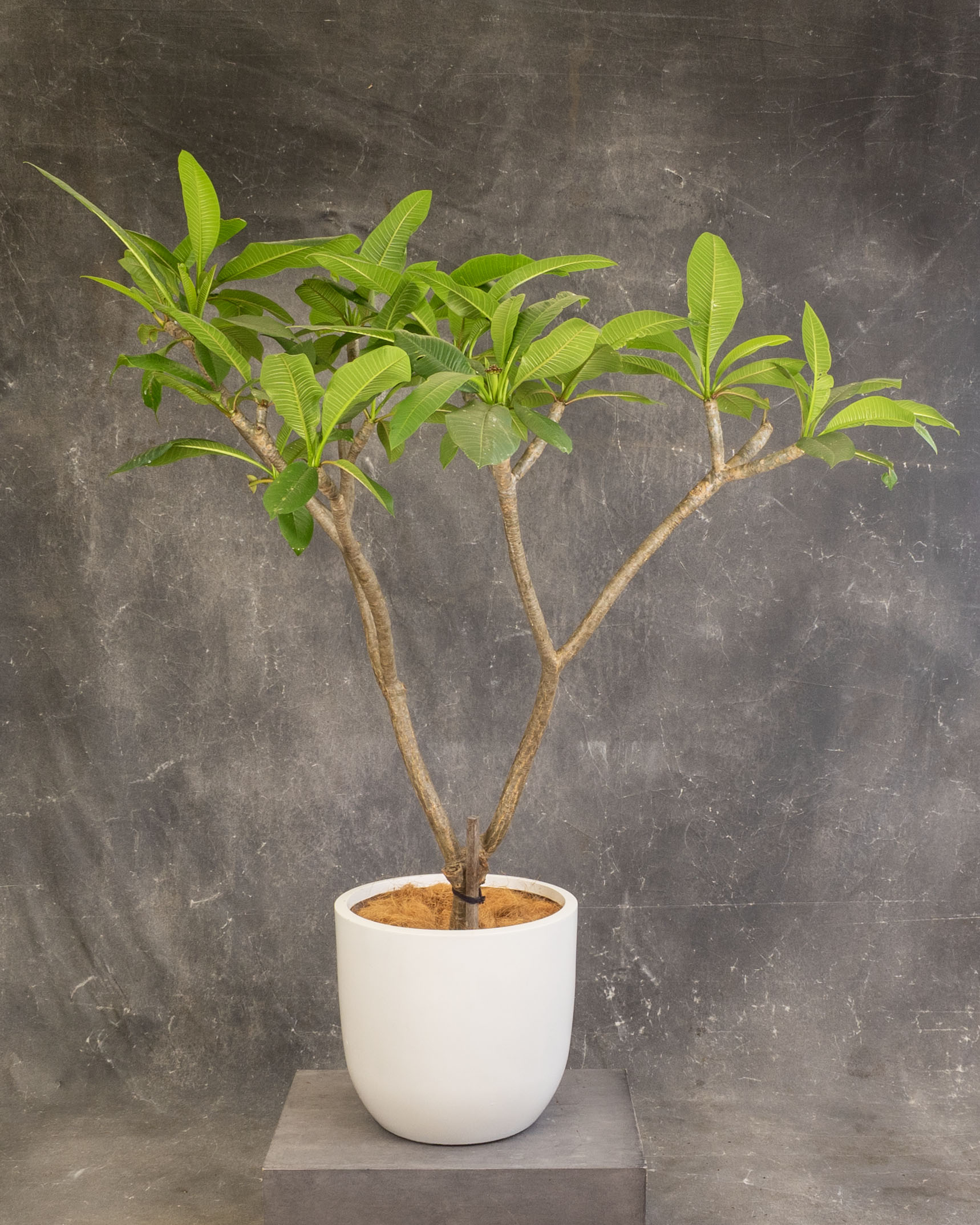 Frangipani