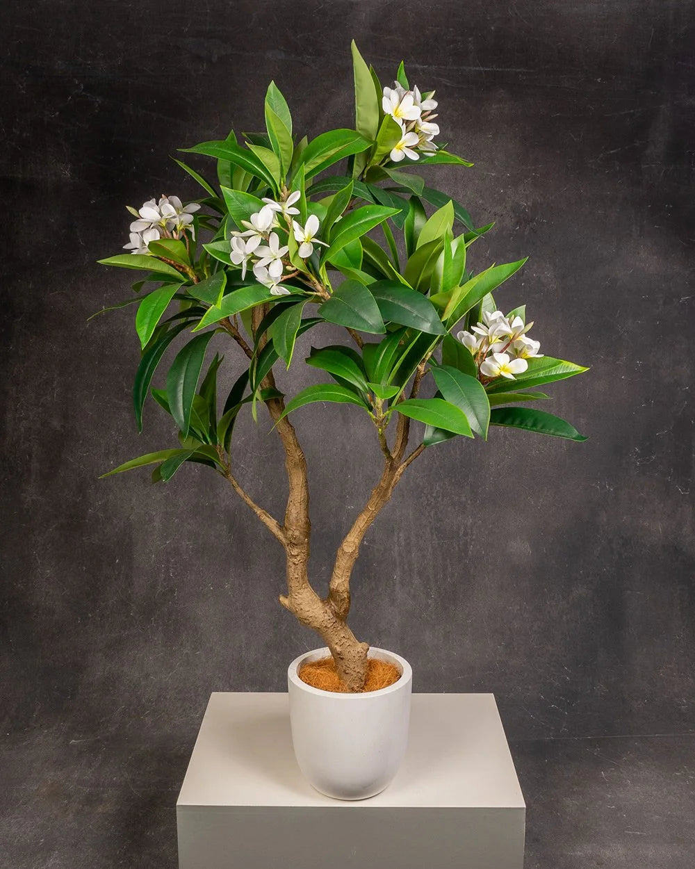 Frangipani