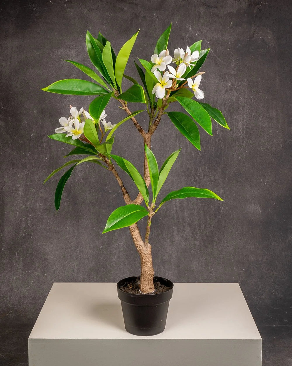 Frangipani