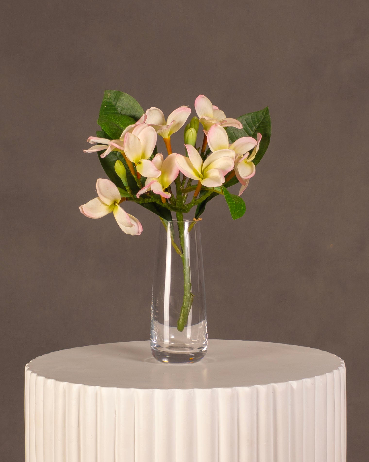 Frangipani