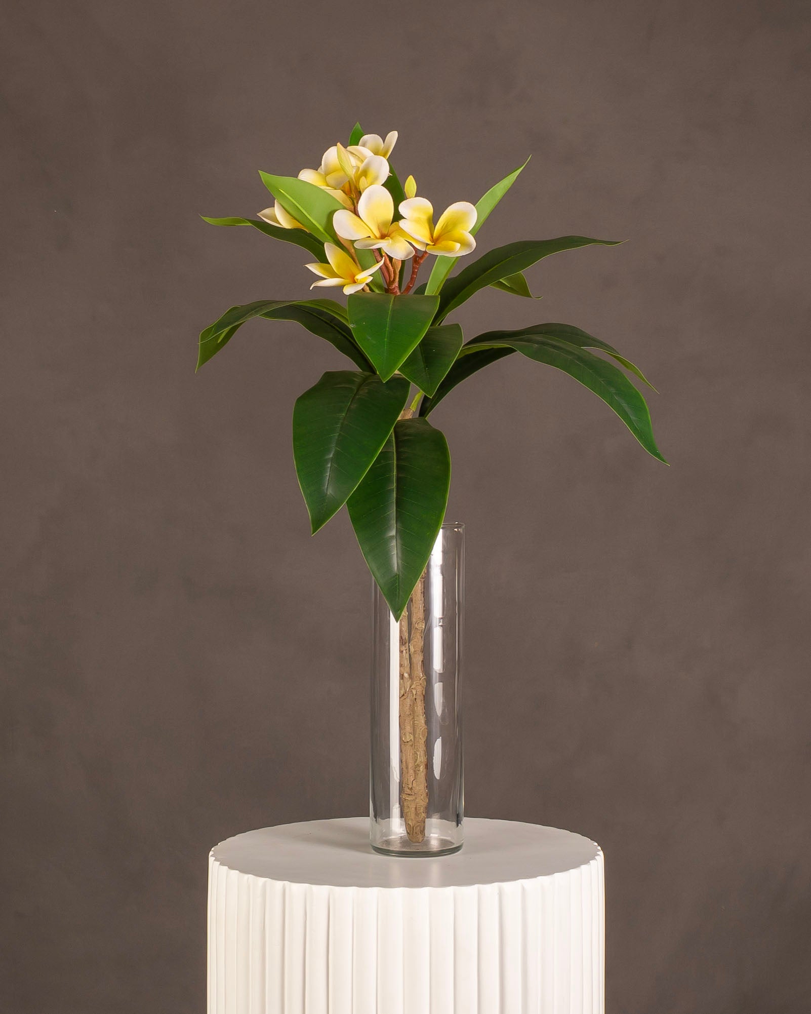 Frangipani