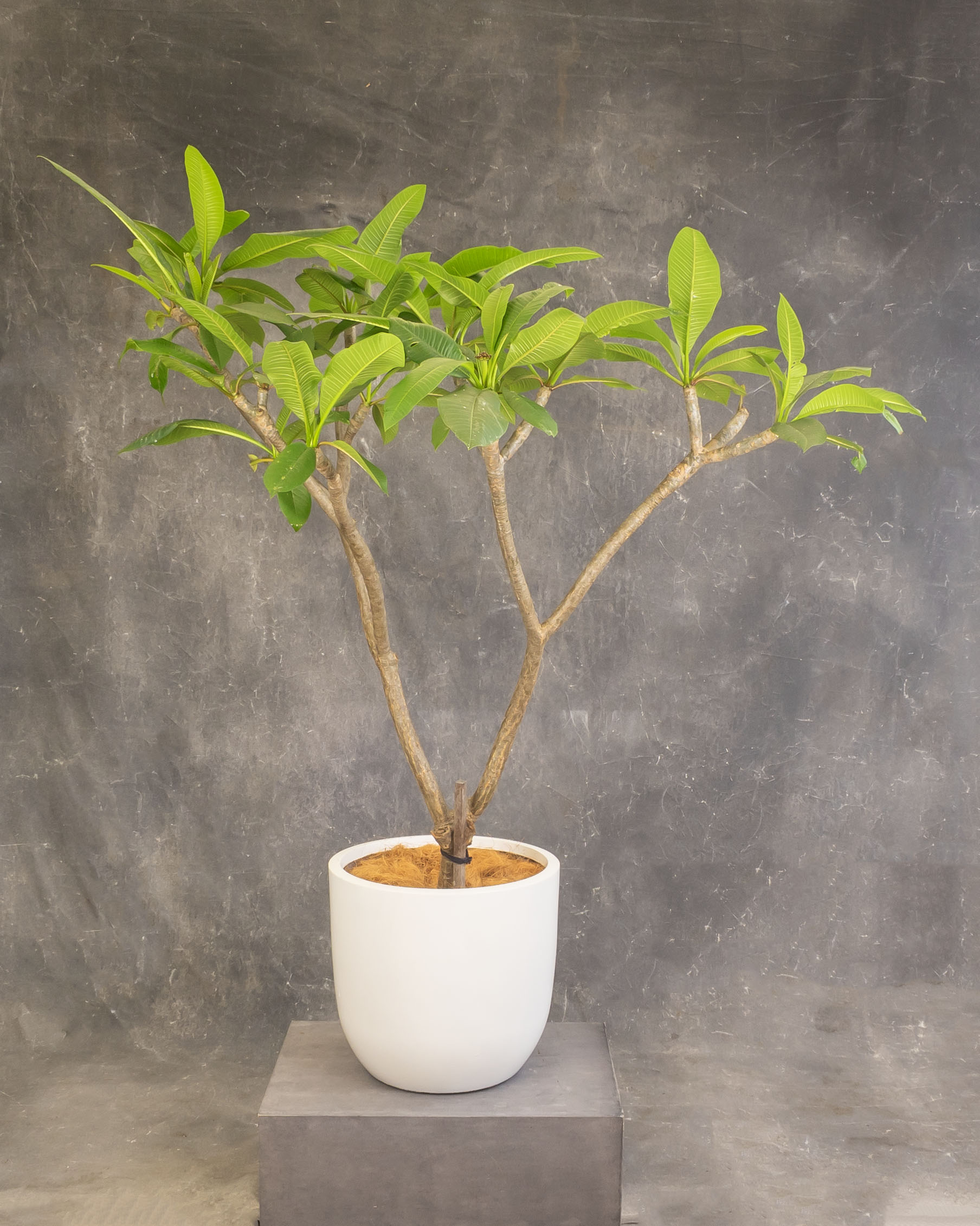 Frangipani