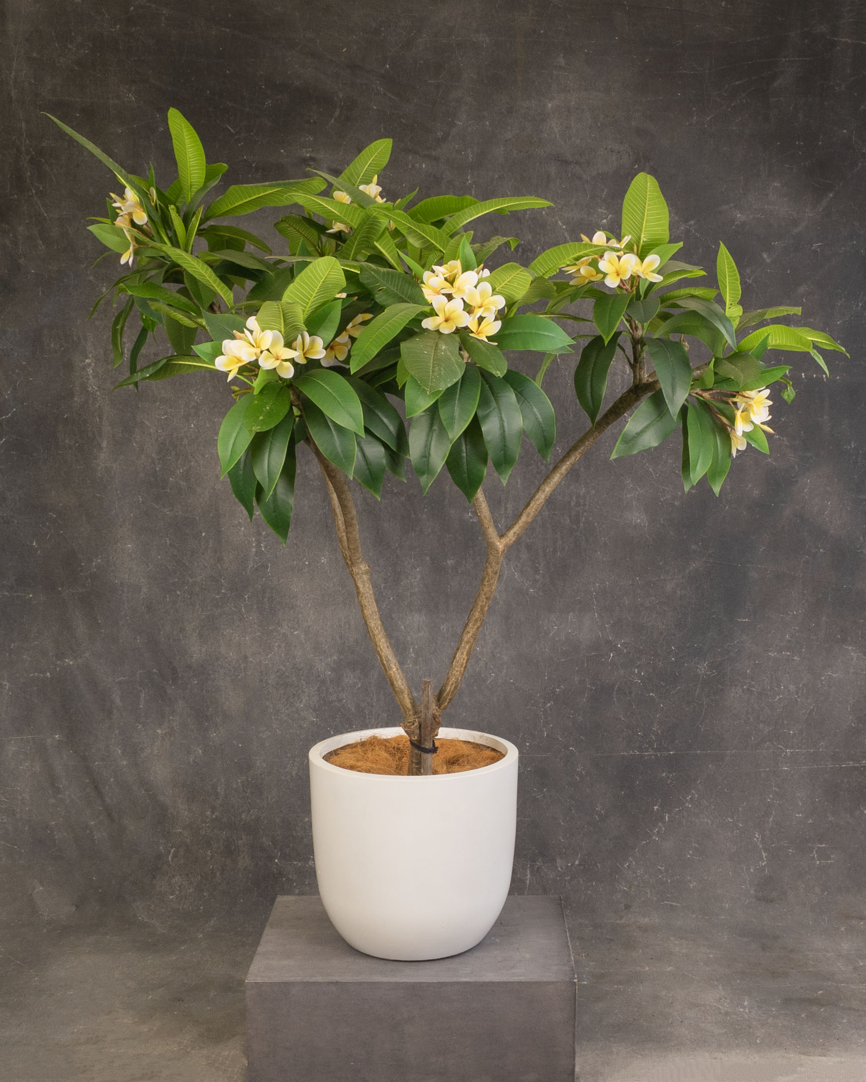Frangipani