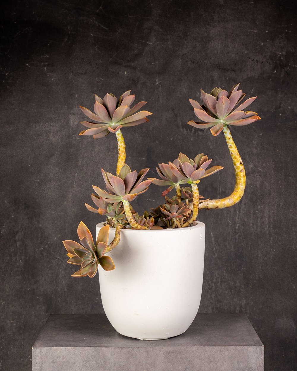 Graptoveria 'Fred Ives'