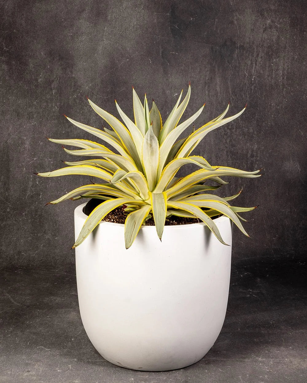 Potted Agave Galactic Traveller with blue‑green, sword‑like leaves
