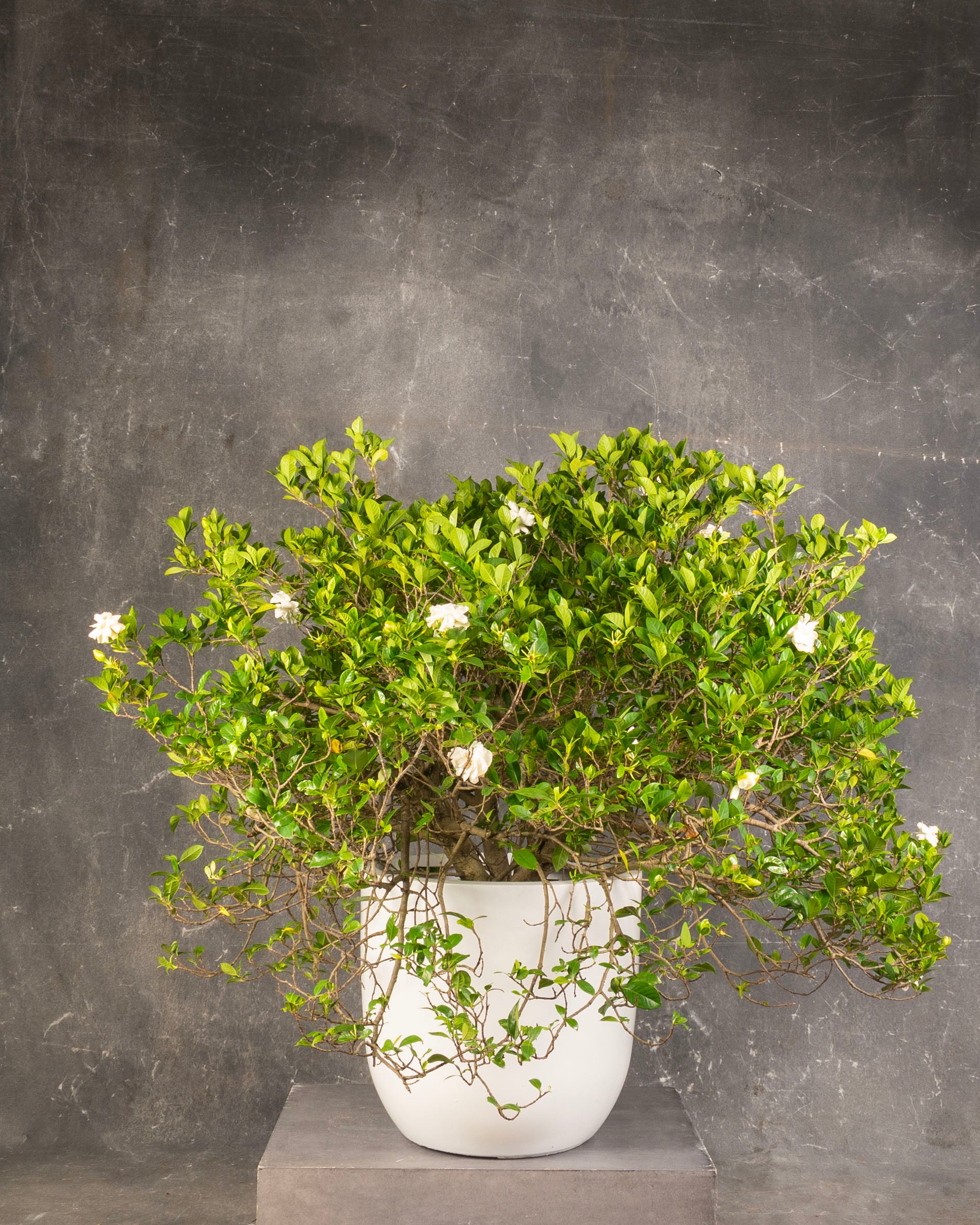 Cape Jasmine