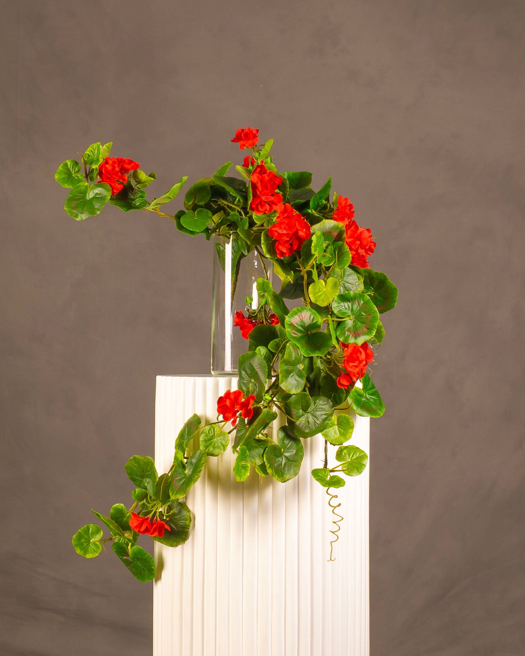 Geranium Trailing Spray