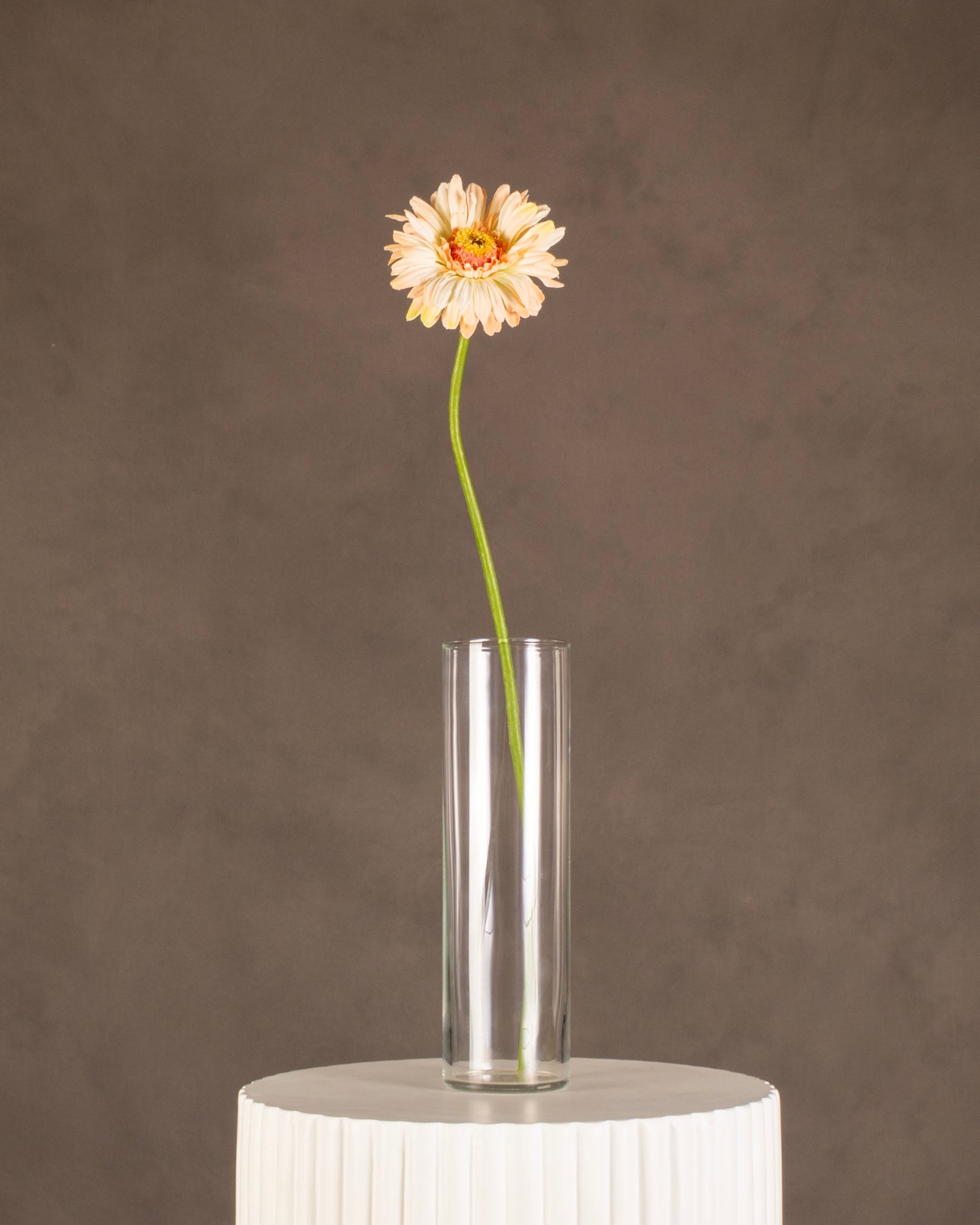Gerbera